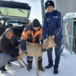 Сибирская косуля с ошейником во дворе дома: полицейские Семея передали животное в биологический центр