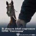 ОПМ «Скотокрад» проводится в области Абай.