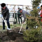 В области Абай проведен мониторинг высаженных деревьев и уровня их приживаемости