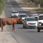 Эффективная профилактика в области Абай. В Бородулихинском районе уменьшилось число краж скота и ДТП с животными