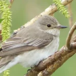 National Geographic на минималках: фотоохотник собрал уникальный архив снимков птиц Прииртышья