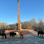 На острове снова замечен свободный выпас скота: полиция привлекает владельцев к ответственности