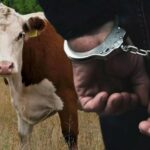 В области Абай с начала года возвращено 567 голов похищенного скота