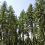 Halyk Орманы признан крупнейшим экологическим проектом 2025 года