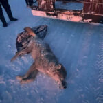 В области Абай пресечён факт незаконной охоты