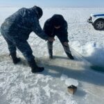 В области Абай на озере Алаколь проводятся рейдовые мероприятия по предупреждению фактов незаконного вылова рыбы.
