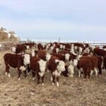 В Аксуатском районе растет число племенных хозяйств