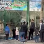 В Биоцентре Семея посетители бросают камни в животных